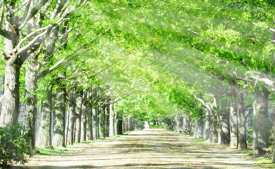 鞍馬弘教嚮陽山弘安寺
